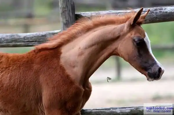 Abomination! Young Boy Caught Having Hot S*x With A Horse